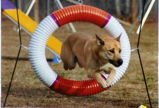 Debra Hoffman's Welsh Corgi competing in field agaility trials